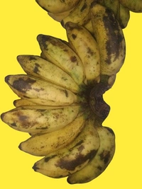 Accessories Roy  A single Sabri banana costs ₹15