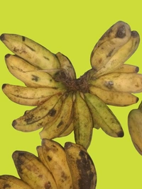 Accessories Roy  A single Sabri banana costs ₹15