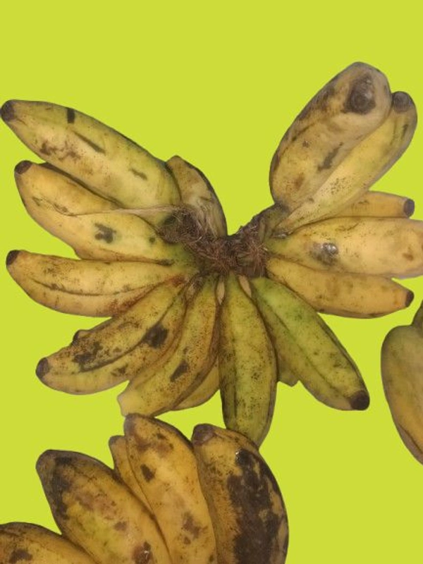 Accessories Roy  A single Sabri banana costs ₹15