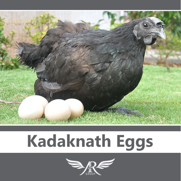Kadaknath Eggs (Box Of 6 Eggs)