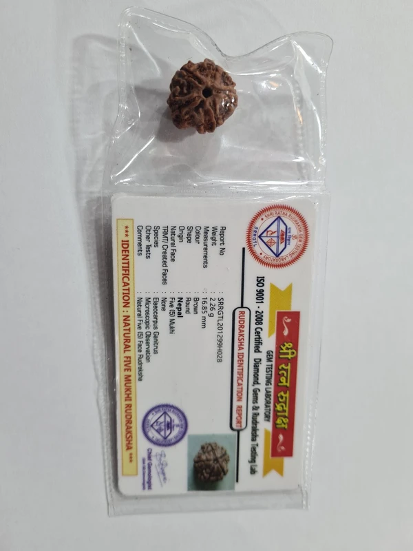 real rudraksha - 5 mukhi