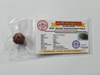 real rudraksha - 5 mukhi