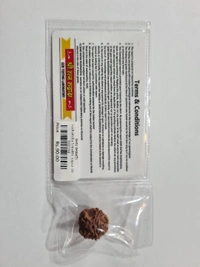 real rudraksha - 5 mukhi