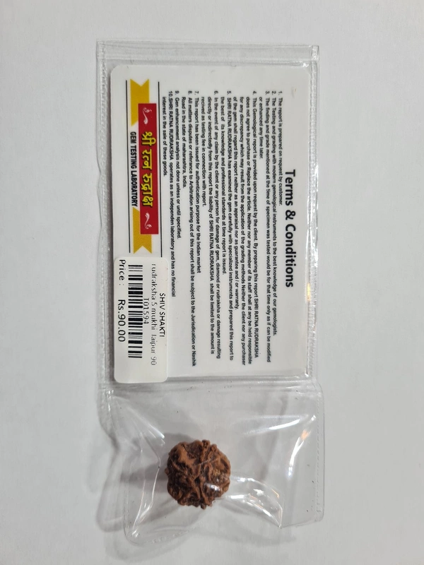 real rudraksha - 5 mukhi