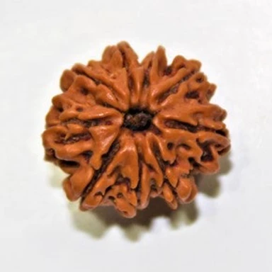 Rudraksha