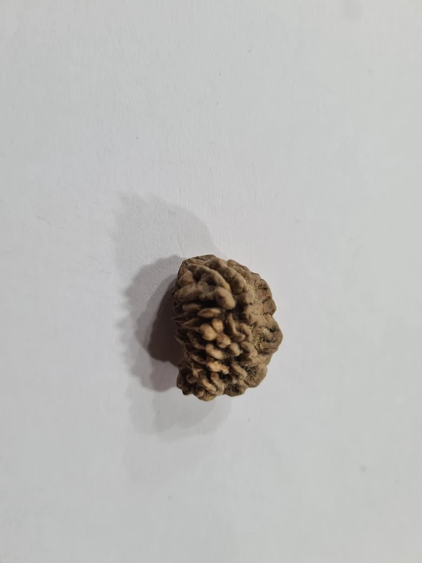 Real Rudraksh 1 mukhi