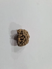 Real Rudraksh 1 mukhi