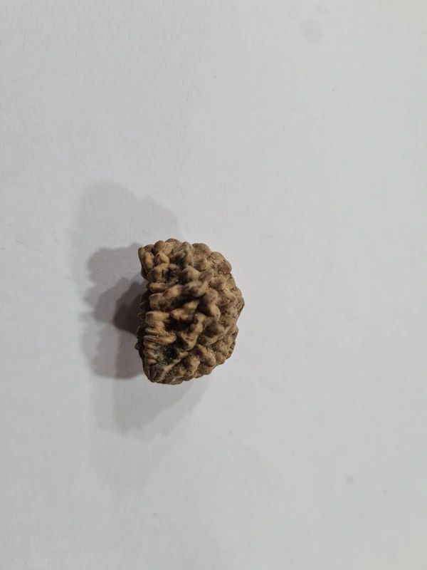 Real Rudraksh 1 mukhi