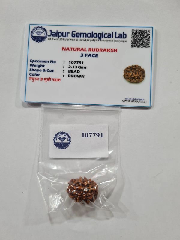 Real Rudraksh 3 mukhi