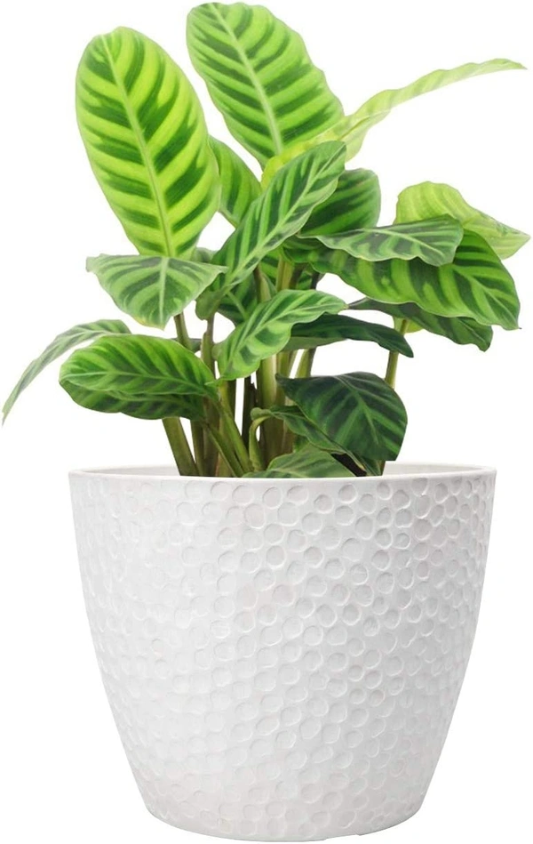 Leap Pot