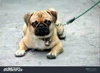 SMART DOGGIE Nylon Walking Rope for Your pet Dog- MH01 - 1
