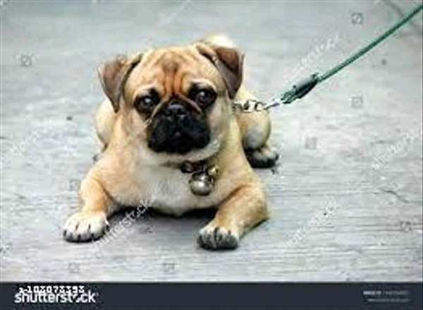 SMART DOGGIE Nylon Walking Rope for Your pet Dog- MH01 - 2