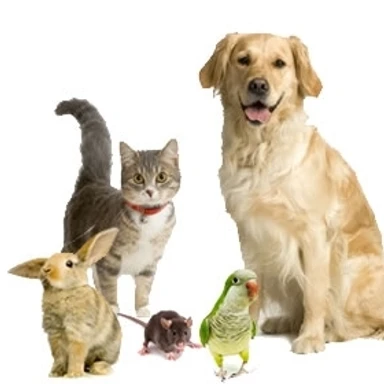 Pet Supplies