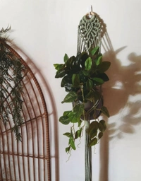 Macrame Plant Hager (set of 2) - 70cm, Green & Rust