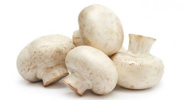 Mushroom - 1 Pack