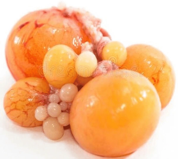 Chicken Ovary -500gm