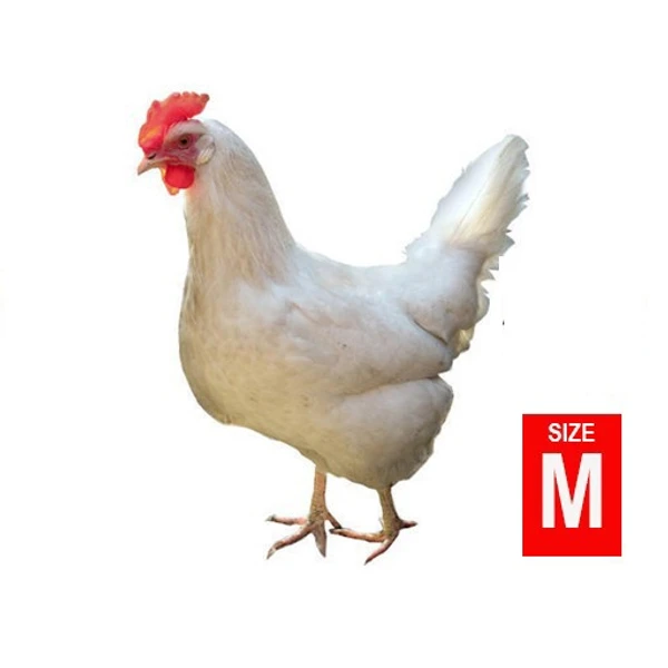 Chicken Medium Size  (kg/₹122~1.75kg-2kg