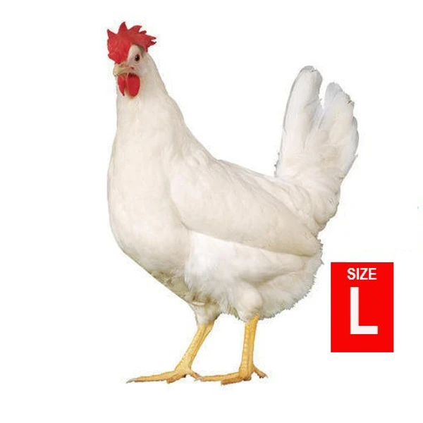 Chicken Large Size  (kg/₹122)~2kg-2.25kg