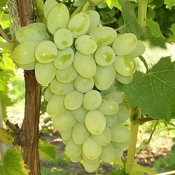 Angur(1kg) - Green