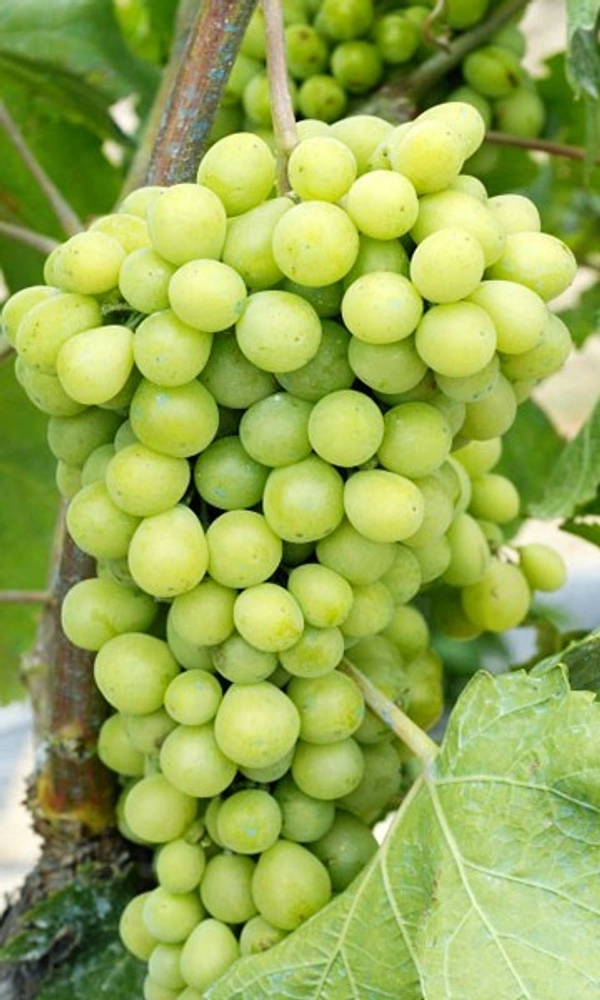 Grapes(1kg)