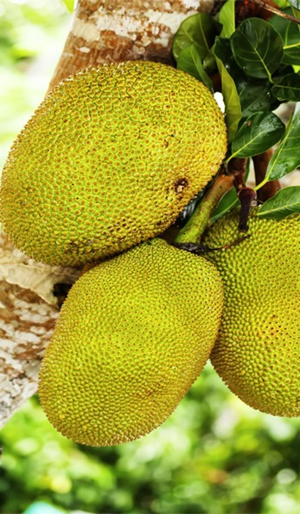 Jackfruit  - 1kg