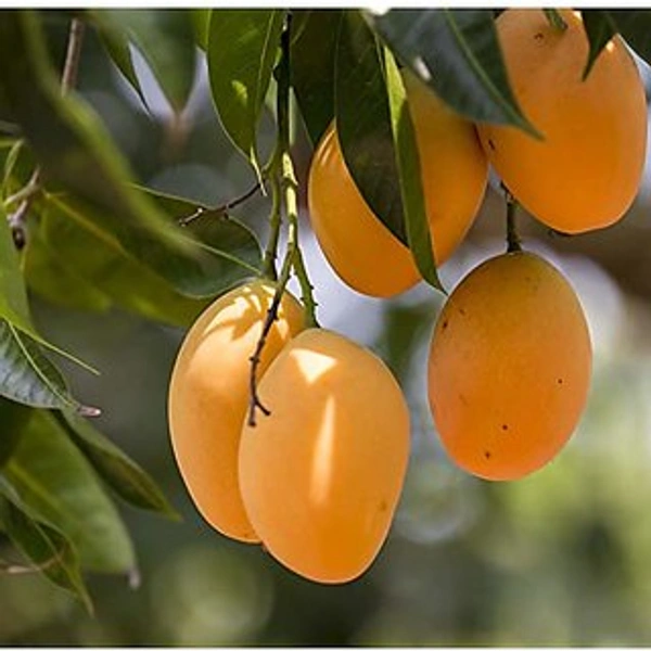 Aam  - 500gm