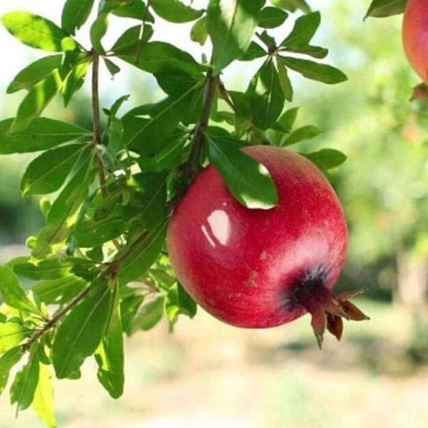 Anar 500 gm - 500gm