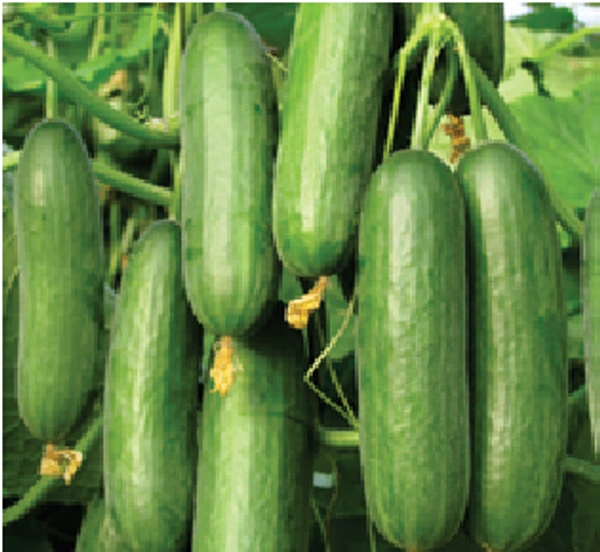 Khira - 1kg