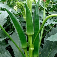 Bhindi - 1kg