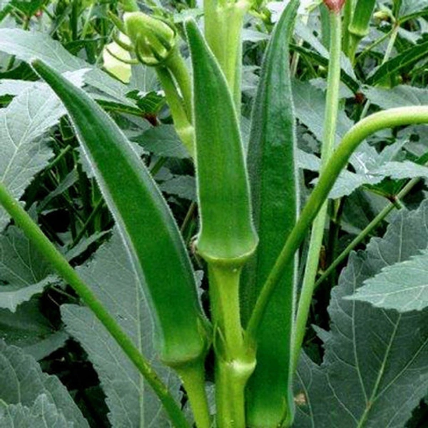 Bhindi - 1kg