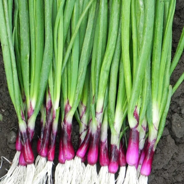 வெங்காய தாள் / Spring Onion