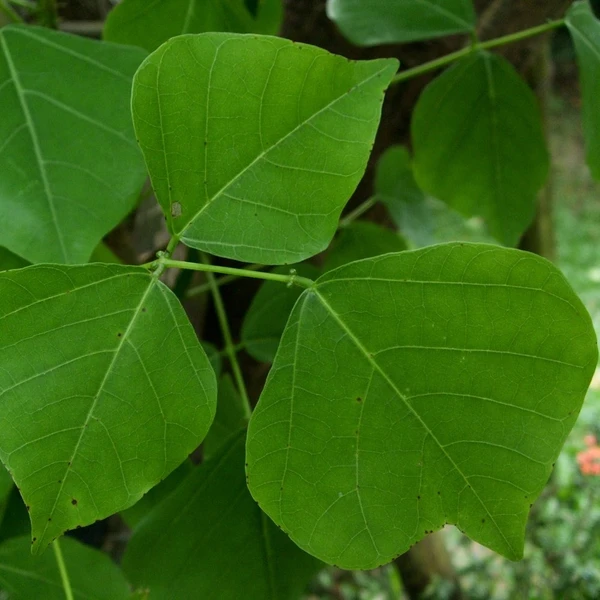 கல்யாண முருங்கை