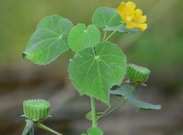 துத்தி இலை / Thuththi leaf