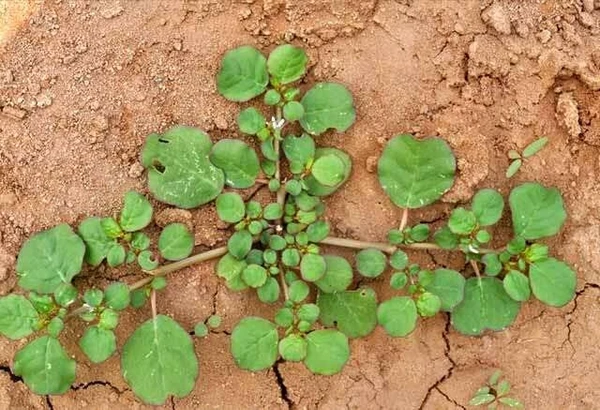 மூக்கிரட்டை கீரை / Mookirattai  - 1 Set