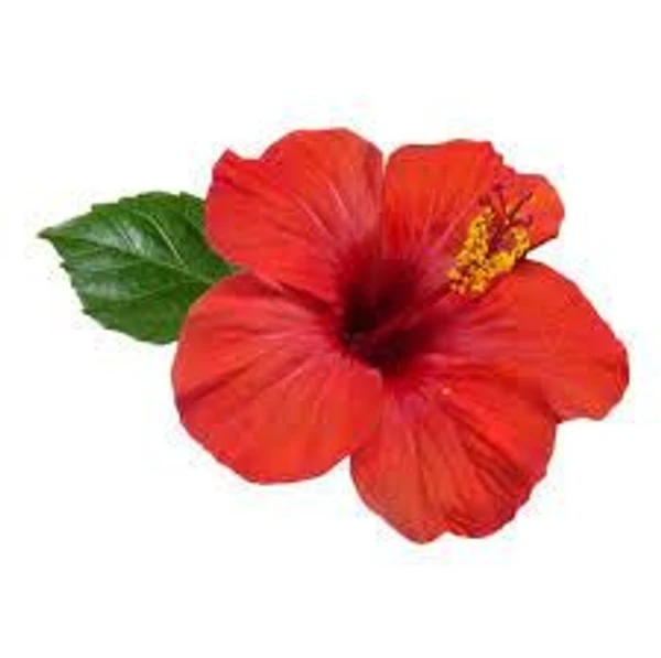 செம்பருத்தி / Hibiscus 10pc - 10pc