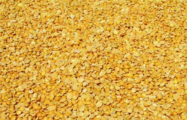 Khesari Dal  - 2.5kg