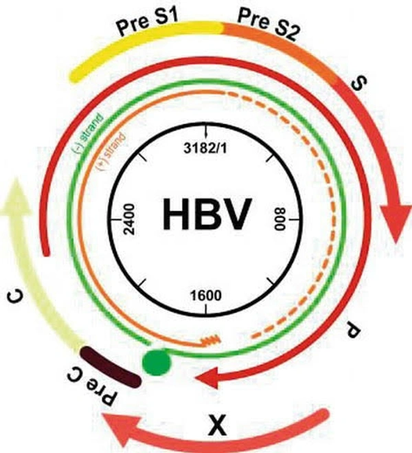 Australia Antigen (HBsAg) by spot