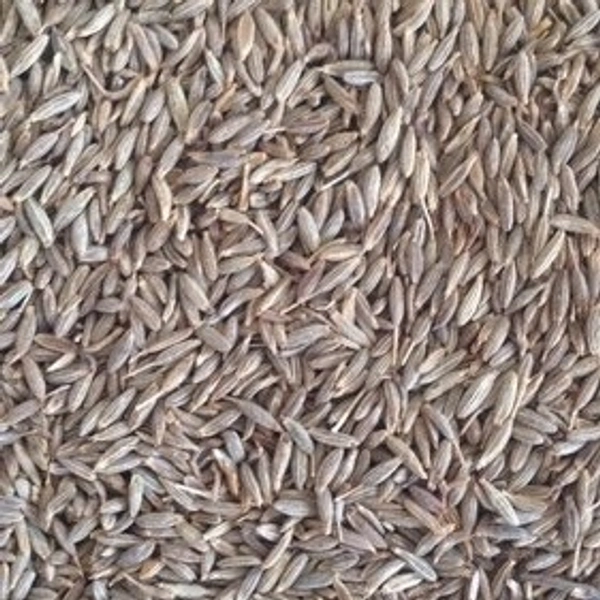 Cumin, Jeera (जीरा)  - 100gm