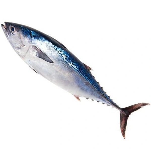 Sootha Fish ( സൂത ) - 500g
