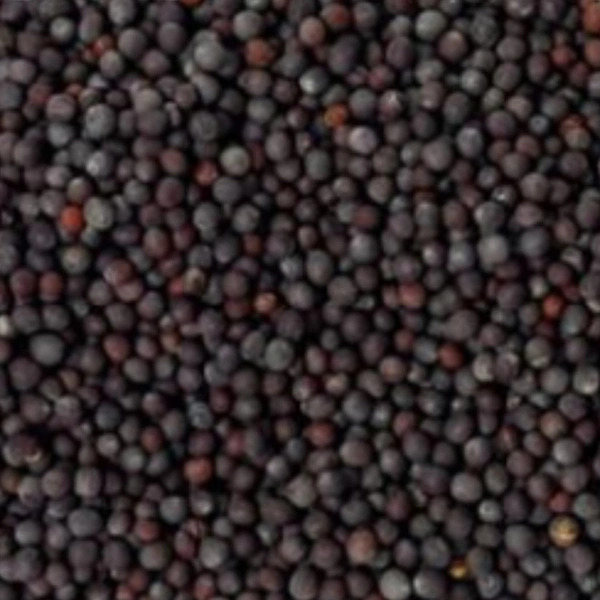 Kala sorsa ( কালো সরষে ) - 250 gm