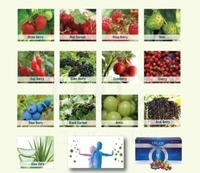 Elements On & On 9E5 Drink Juice Concentrate - Natural Antioxidant Juice - 10 Sachets - 330 Ml, 12 Months