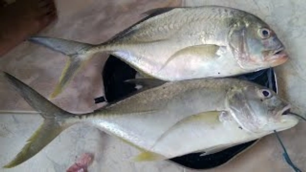 Kokari 1Kg Small