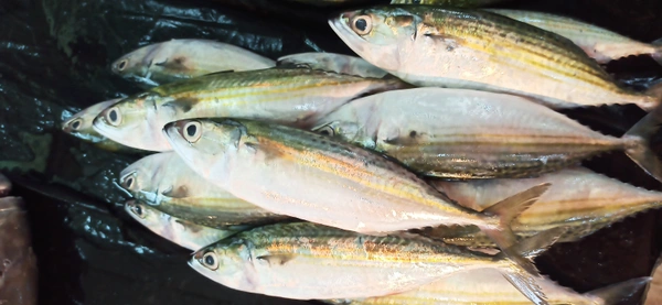 Bangidi 1Kg