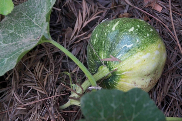 Kaddu (Pumpkin) : 1kg