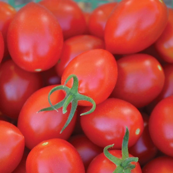 Tomato (Hybrid) : 1 Kg