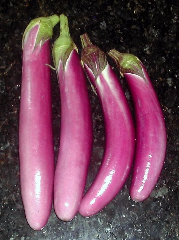 Eggplant Long