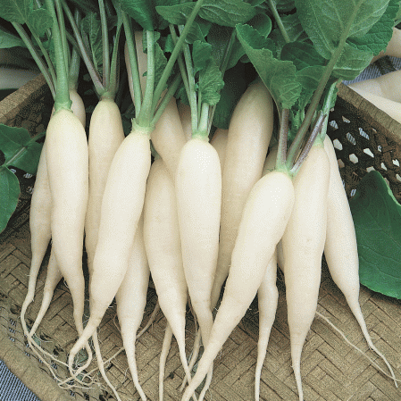 Radish (Safed Mooli) : 250gms