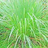 Lemongrass Oil