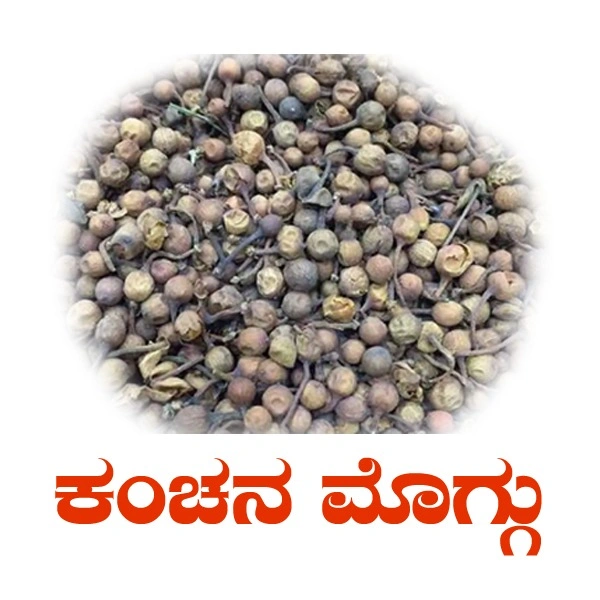 KAANCHANA MOGGU - 50 GRM