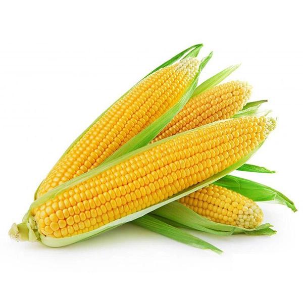 Sweet Corn - 2 Piece